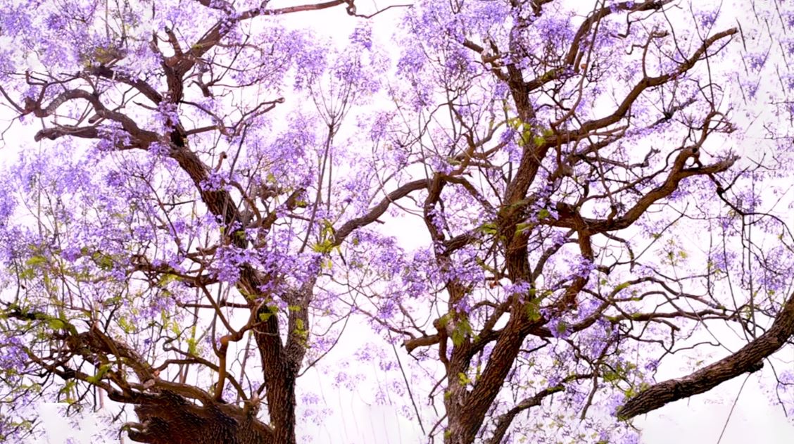 Purple Jacaranda Tree