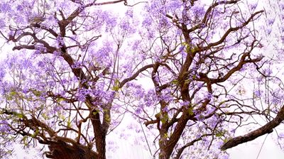 Purple Jacaranda Tree