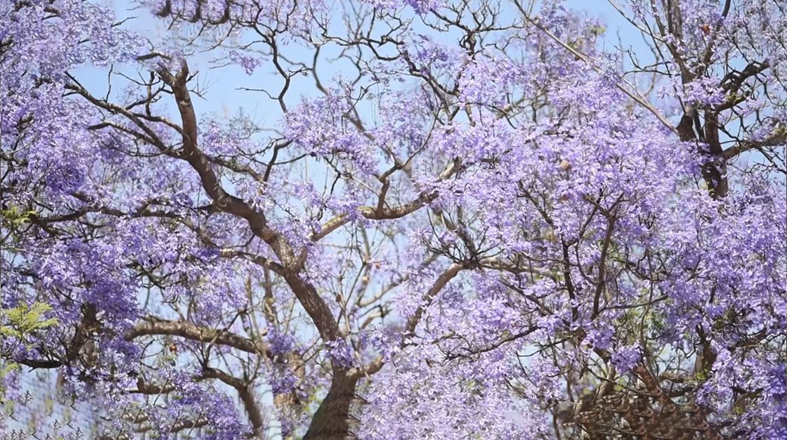 Close up purple tree
