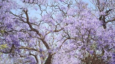 Close up purple tree